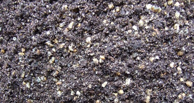 عکس خاک کاکتوس